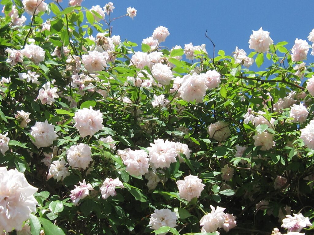 James P. Kelleher Rose Garden