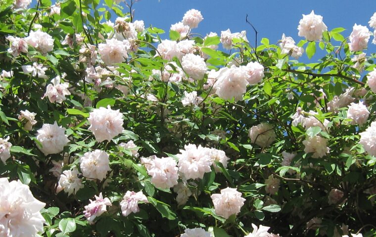James P. Kelleher Rose Garden