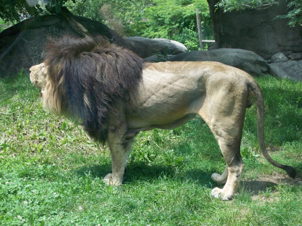 Franklin Park Zoo