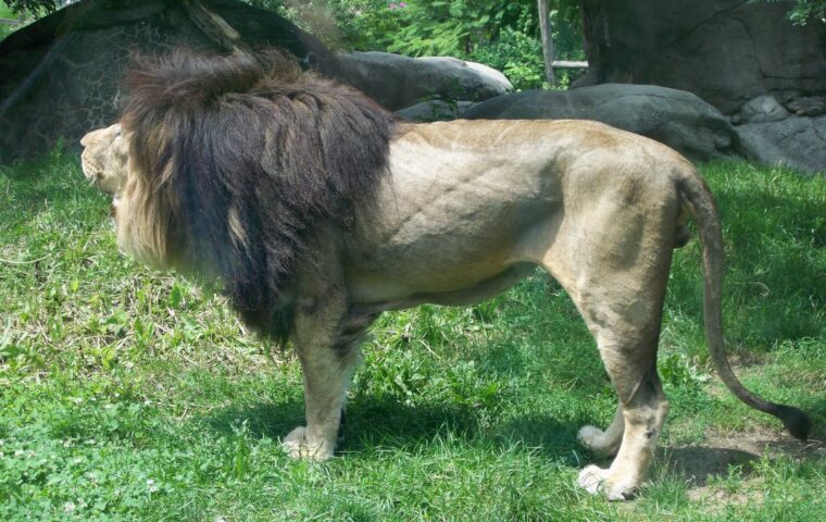 Franklin Park Zoo